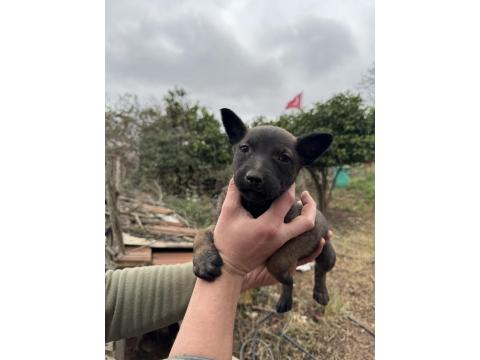 Üst Düzey Belçika Kurdu Yavruları