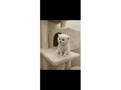 Golden British Shorthair Yavrular