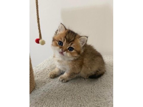 Yavru Golden British Shorthair