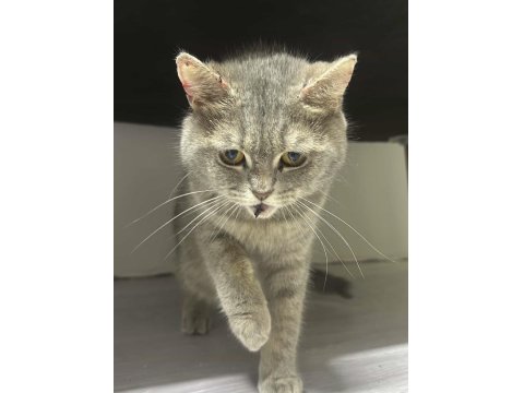 British Shorthair İçin Yuva Aranıyor