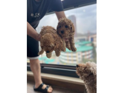 Ev Üretimi Safkan Toy Poodle Yavruları Anne Yanından