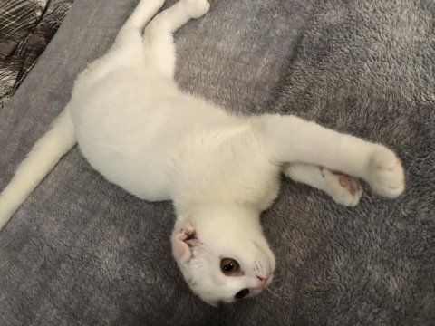 Kar Topu Dost Scottish Fold