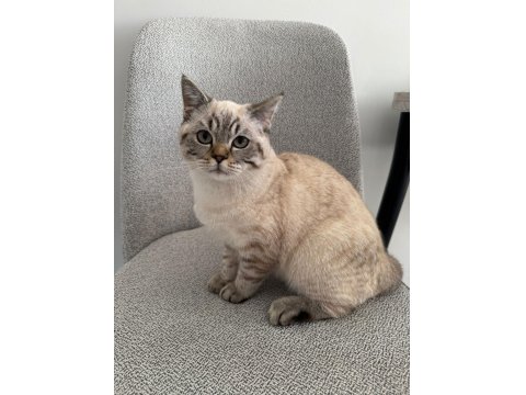 British Shorthair Ns24 Silver Tabby