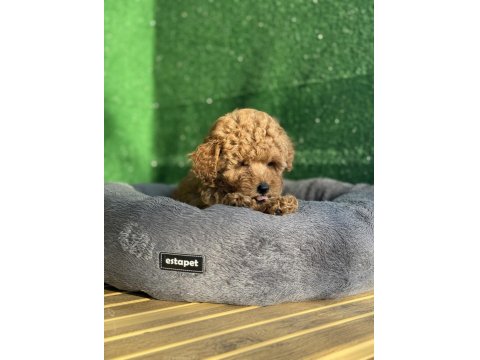 Toy Poodle Köpeği