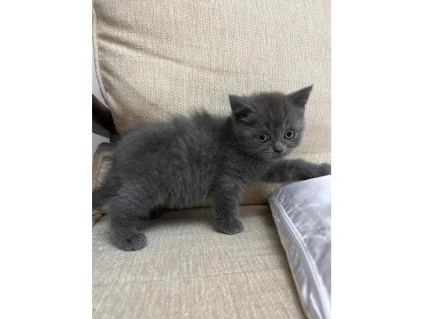 2 Aylık British Shorthair Kedilerimiz Yuva Arıyor