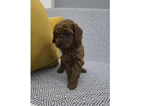 Kore Dark Red Poodle Bebek Köpekler