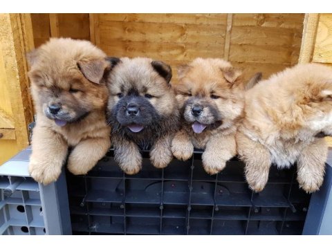 Chow Chow Irk Garantili Yavrular