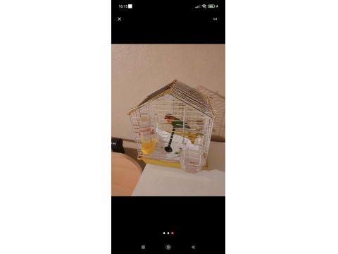 2 Yaşında Erkek Cennet Papağanı