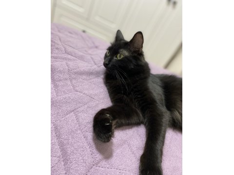 Kalıcı Yuva Aranıyor Kedimize