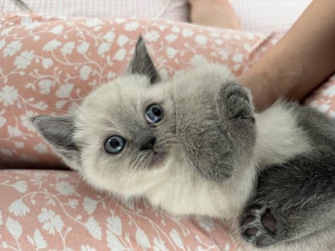 British Scottish Kedimiz