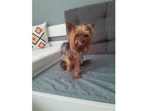 Oyuncu Ve Şımarık Yorkshire Terrier