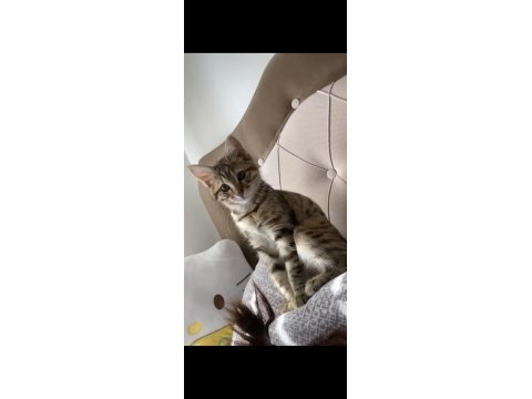 Ücretsiz Sahiplendirme Kedimiz