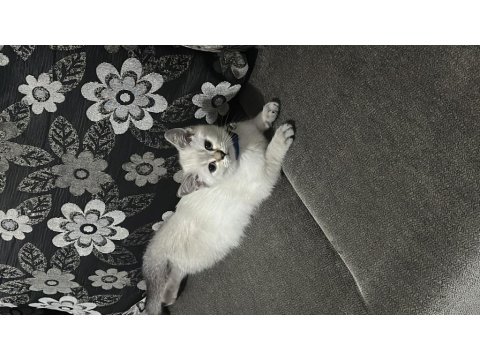 3 Aylık British Shorthair