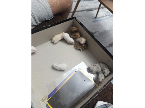 Yavru Hamsterlar Yeni Sahibini Bekliyor