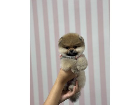 3 Aylık Pomeranian