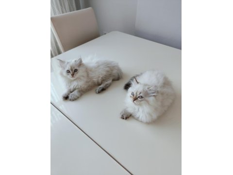 İki Aylık British Longhair Eğitimliler