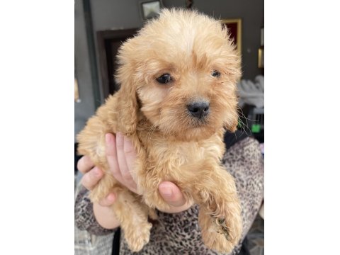 Bursa'nın En Güzel Maltipoo Bebekleri
