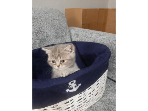 Muhteşem Güzellikte İki Kız Kardeş Kediler