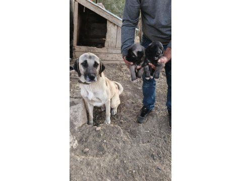 Orjinal Kangal Yavruları Sivastan