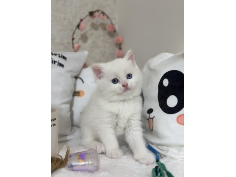 Kar Gibi British Shorthair