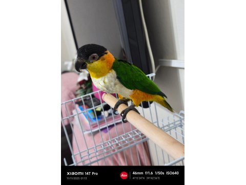 Full Evcil Caique Kayık Papağan