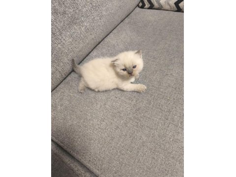 2 British 2 Scottish