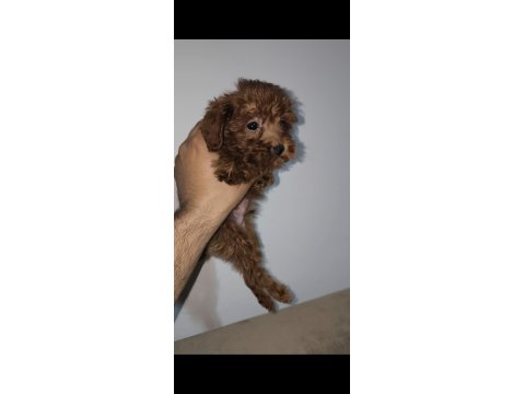 Toy Poodle Red Brown