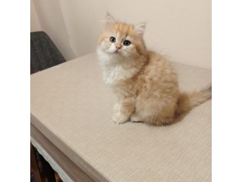 British Golden Longhair Erkek