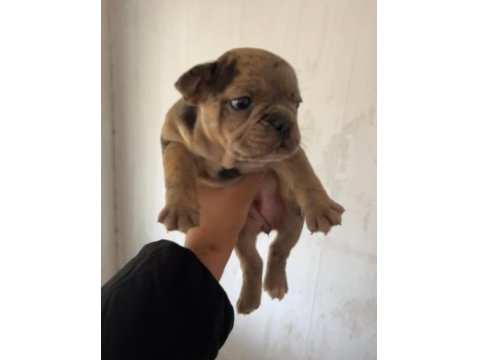 Erkek Ve Dişi French Bulldog Yavrucuklar