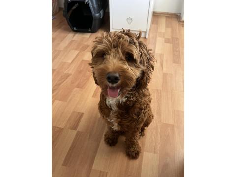 7.5 Aylik Maltipoo Yavrumuz