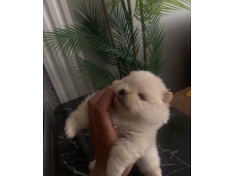 Üst Sekmen Sağlık Irk Garantili Pomeranian Yavrular