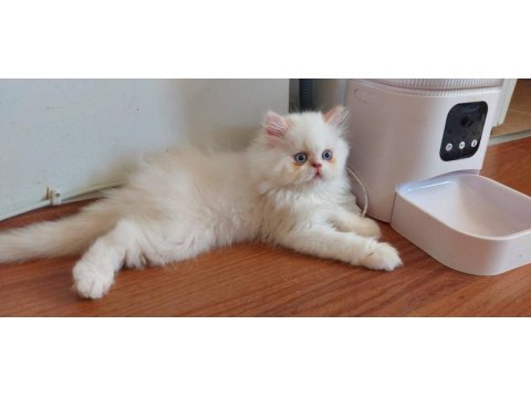 2 Aylık Erkek Bebek Köpeğimiz Yuva Arıyor