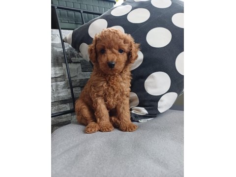 Birbirinden Güzel Toy Poodle Bebeklerimiz