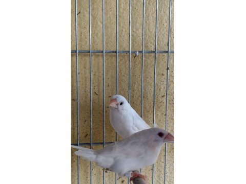 Ücretli Sahiplendirilecek Kuşlarım Bengaller