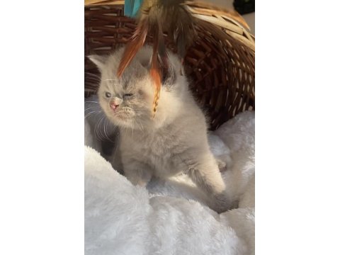Safkan British Shorthair Bebeklerim