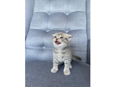 Gri Scottish Fold Yavru