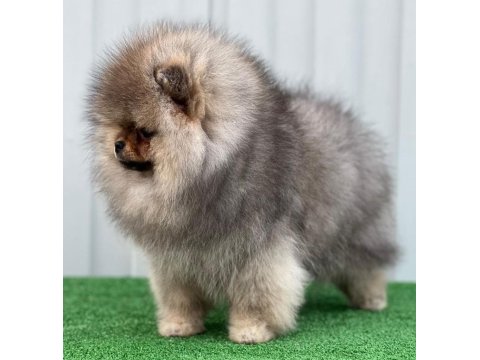 Irk Garantili Pomeranian Boo Sevimli Yavrular