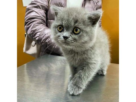 British Shorthair Yavru Kedileri