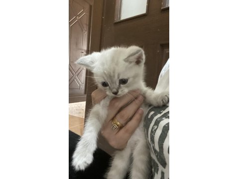 Sahiplendirme Ve Satın Alma British Shorthair