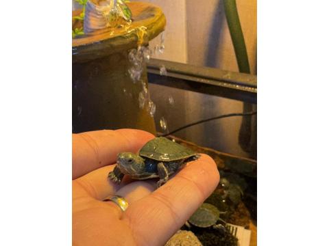 Kırmızı Yanak Singapur Kaplumbağası