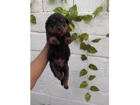 20 Güne Yeni Yuvalarına Hazır Safkan Rottweiler