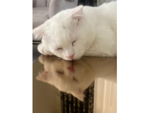 Scottish Fold Erkek Kedime Dişi Kedi Arıyorum