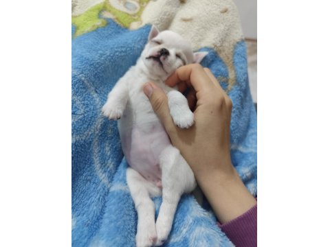 Kar Beyazı Chihuahua Yavrumuz Yuva Arıyor