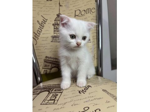Scottish Fold Erkek Beyaz Nevşehir