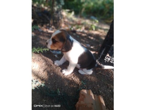 Şampiyon Soyundan Beagle Yavrular