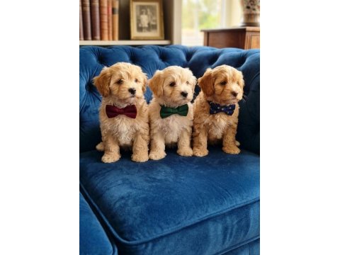 Süper Maltipoo Yavrular