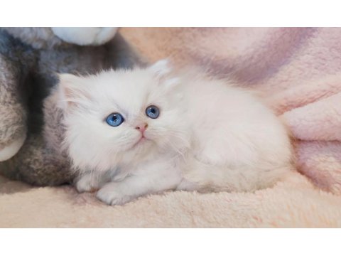 British Longhair Bayram Şekerleri