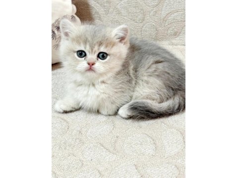 Full Şecereli Scottish Straight Golden Yavrular