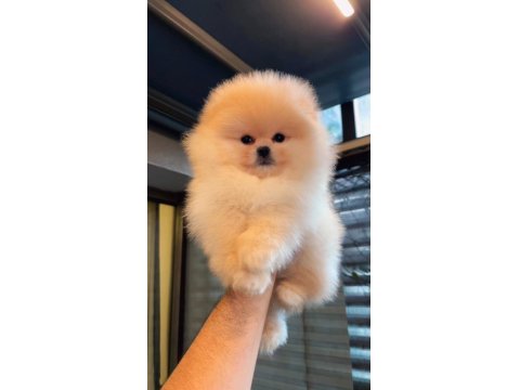 Dişi Ve Erkek Teddy Bear Pomeranian Yavrular