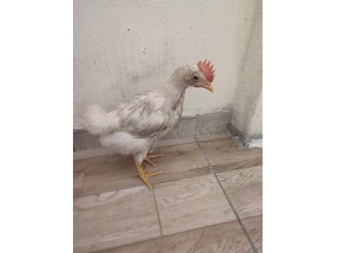 Ötmeye Yaklaşan Horoz Civcivleri